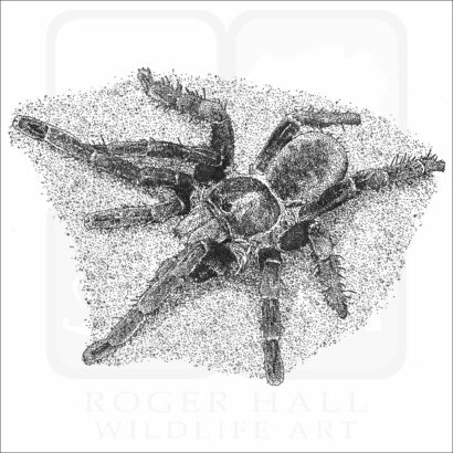 Cobalt Blue Tarantula