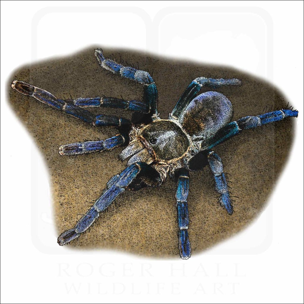 Cobalt Blue Tarantula - Signed Fine Art Print – inkart