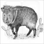 Collared Peccary