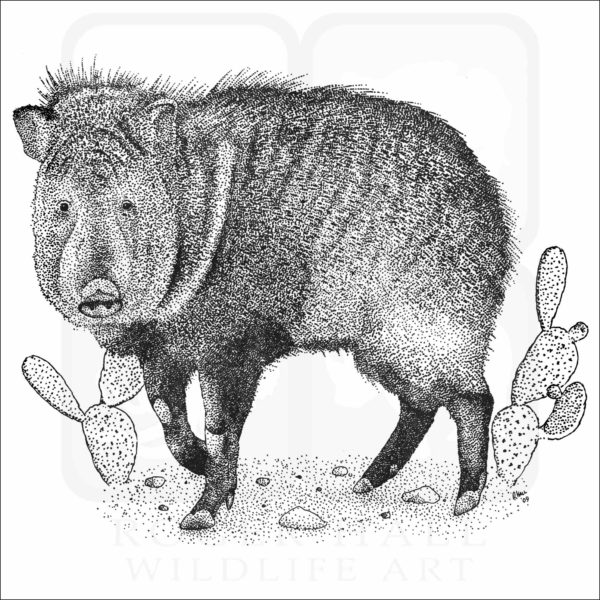 Collared Peccary