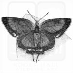 Colorado Hairstreak Butterfly
