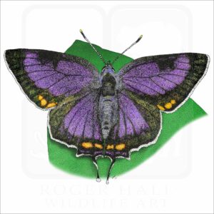Colorado Hairstreak Butterfly illustration
