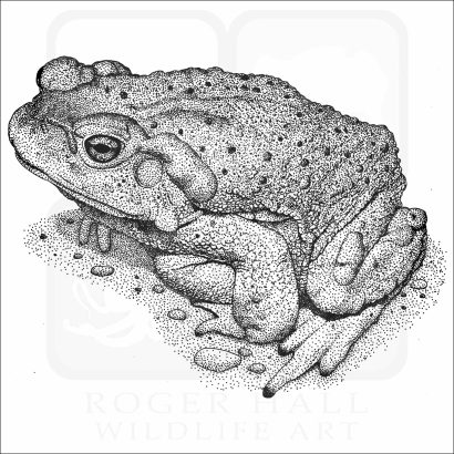 Colorado River Toad