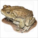 Colorado River Toad illustration