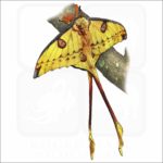 Comet Moth illustration