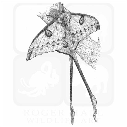 Comet Moth
