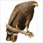 Common Black Hawk illustration