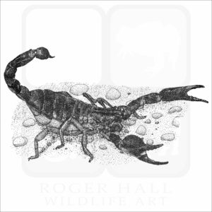 Common Black Scorpion