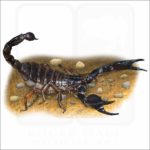 Common Black Scorpion illustration