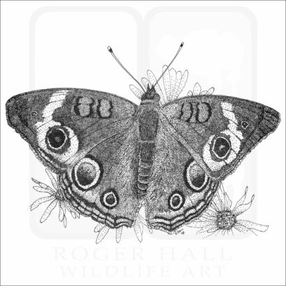 Common Buckeye Butterfly