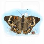 Common Buckeye Butterfly illustration