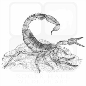 Common California Scorpion