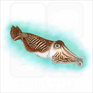 Common Cuttlefish illustration