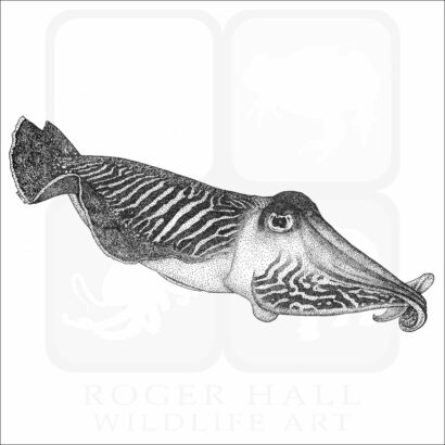 Common Cuttlefish