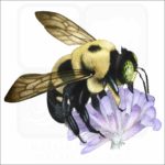 Common Eastern Bumble Bee illustration