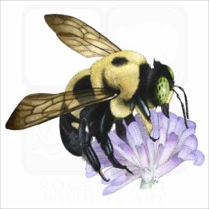 Common Eastern Bumble Bee illustration