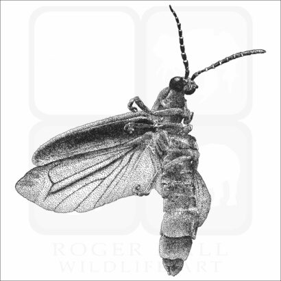 Common Eastern Firefly