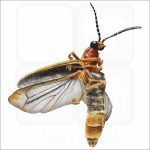 Common Eastern Firefly illustration