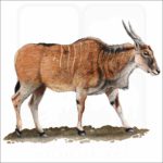 Common Eland illustration