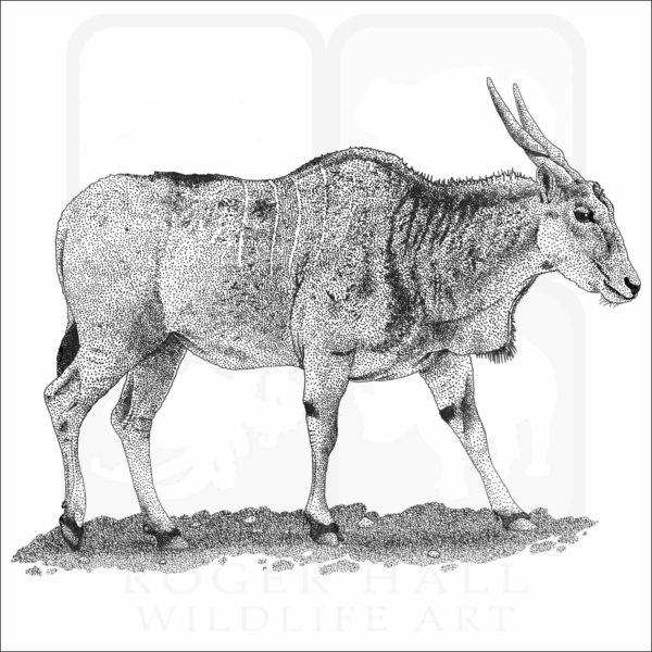 Common Eland