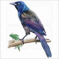 Common Grackle illustration