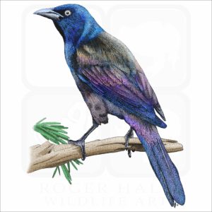 Common Grackle illustration