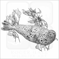 Common Harbor Seal