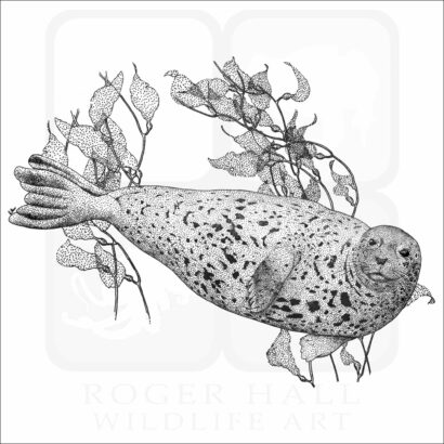 Common Harbor Seal