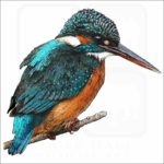 Common or Eurasian Kingfisher illustration