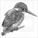 Common or Eurasian Kingfisher