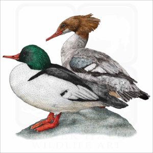 Common Mergansers illustration