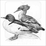 Common Mergansers