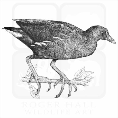 Common Moorhen