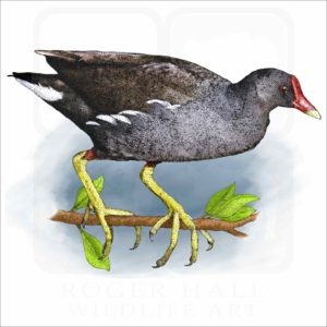 Common Moorhen illustration