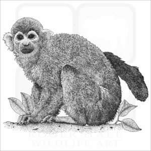 Common Squirrel Monkey