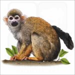 Common Squirrel Monkey illustration