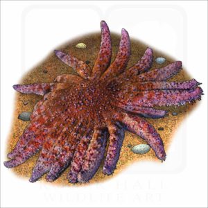 Common Sunstar illustration