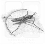 Common Water Strider