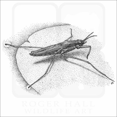 Common Water Strider