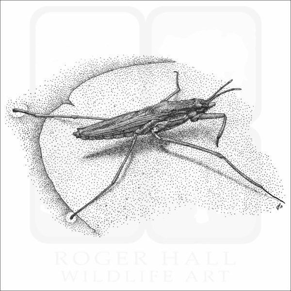 Common Water Strider