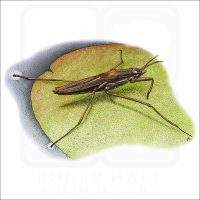 Common Water Strider illustration