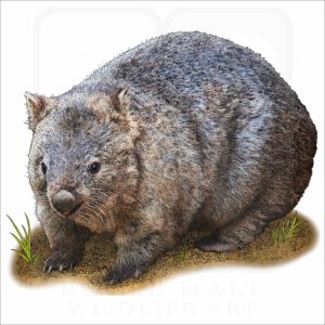 Common Wombat illustration
