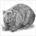 Common Wombat