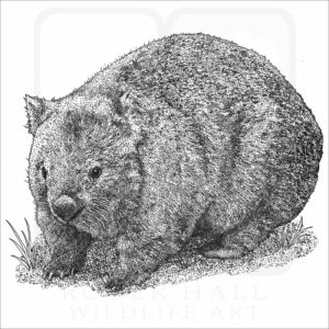 Common Wombat