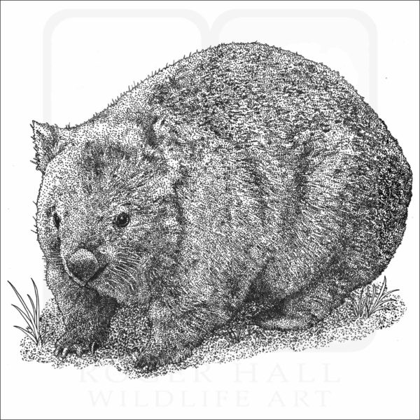 Common Wombat