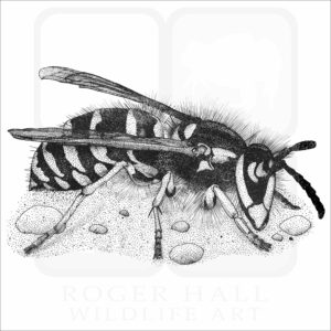 Common Yellowjacket Wasp