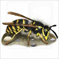 Common Yellowjacket Wasp illustration