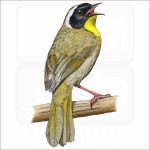 Common Yellowthroat illustration