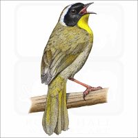 Common Yellowthroat illustration