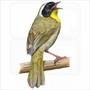 Common Yellowthroat illustration